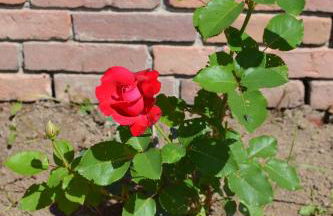 Ferienwohnung Süderfeld - Foto 67