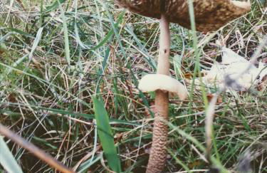 Miradouro da Branda - Foto 32