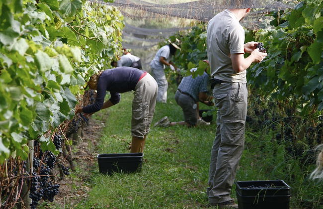 The Little Blue Bach in Oneroa Village - Foto 14