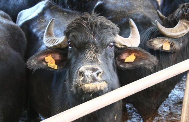 PrimeQuerce Agriturismo - Foto 55