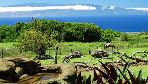 Kohala Lodge- Vacation Rental House - Foto 3