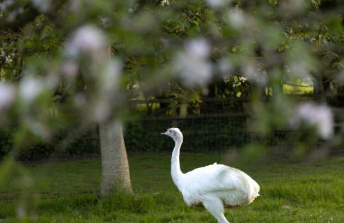 Kingfisher Lodge, Redlake Farm, Nr Glastonbury - Foto 29