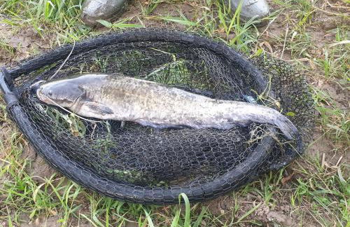 chez Émile côté face maison entière, 3 chambres, 2 salles de bains,jardin et terrasse - Foto 60