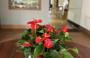 Travellar 601 Hotel Mont Blanc Premium - Foto 32