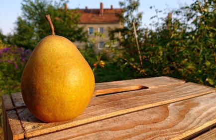 Ferienwohnung Butterbirne - Photo 11