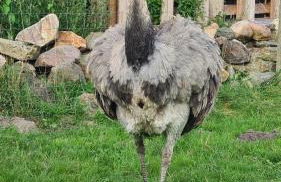 Ferienwohnung Lama - Foto 17