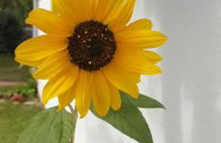 Sondela Self Catering - Foto 36