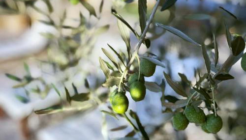 Villa Rovo - Foto 2, Garden