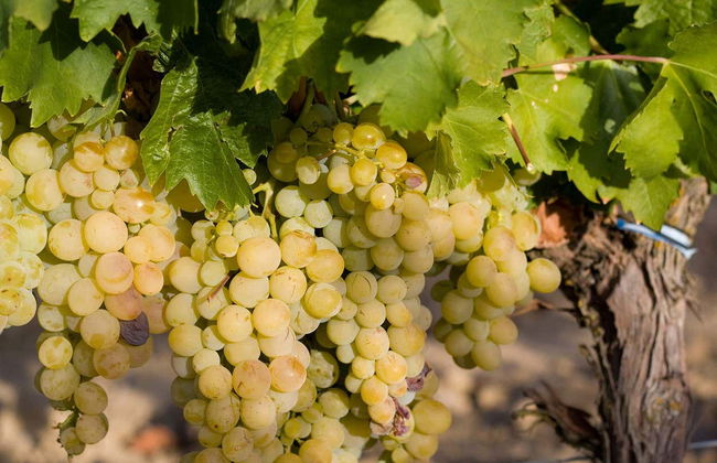 Visita a la Bodega Emina Rueda - Foto 1