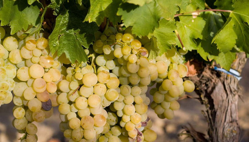 Visita a la Bodega Emina Rueda - Foto 2, Descubriendo la uva de la zona