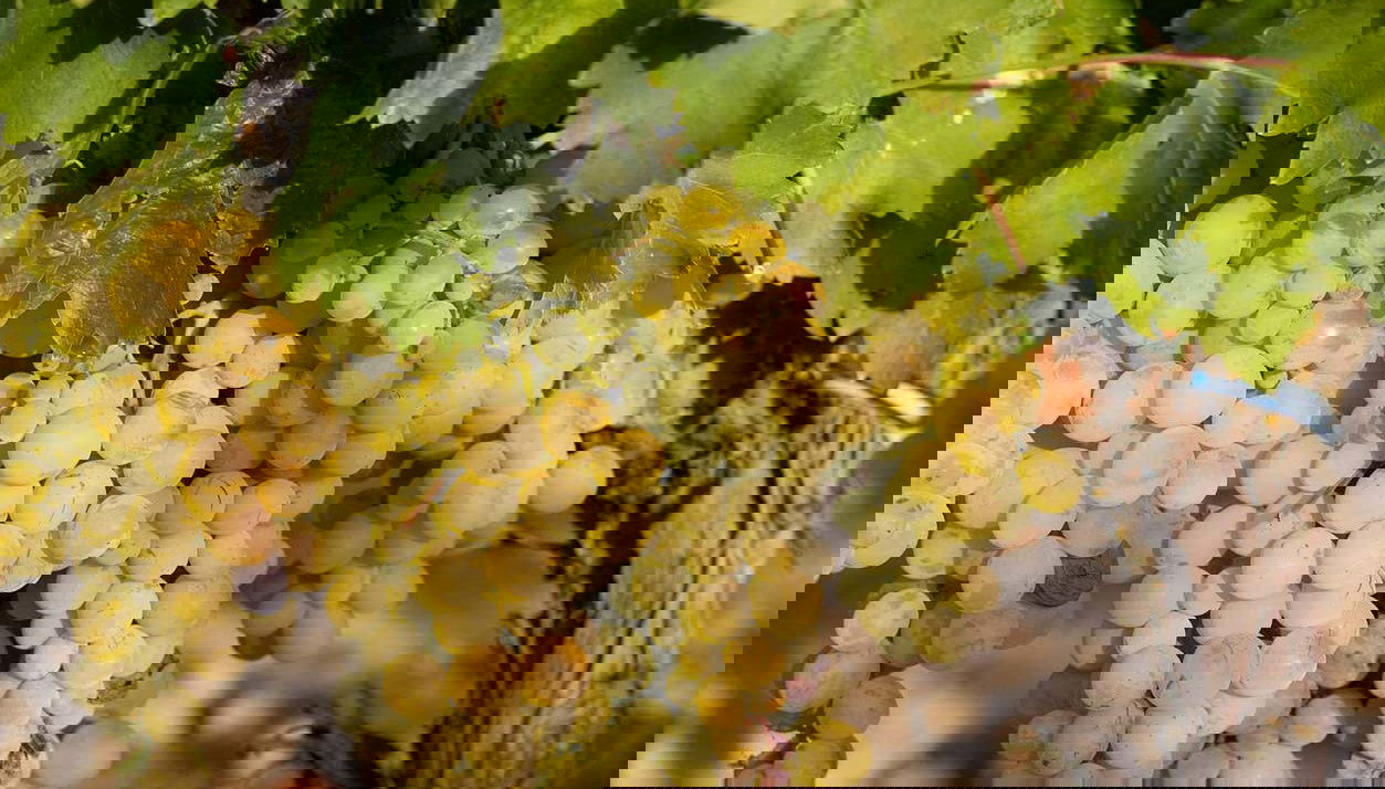 Visite du domaine Emina Rueda - Photo 1