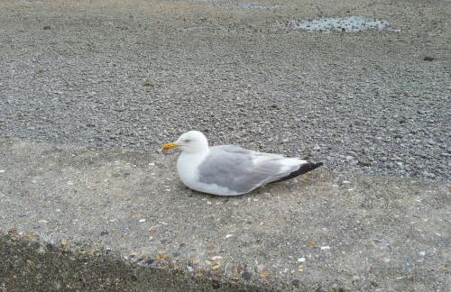vue sur Mer " VILLA DES MOUETTES " les pieds dans l eau - Foto 37