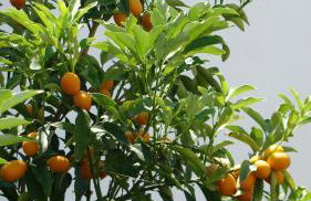 Iris Seafront Apartments - Foto 48