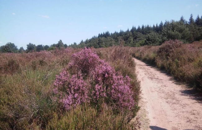 Terraced Home in Voorthuizen Near Veluwe - Foto 38