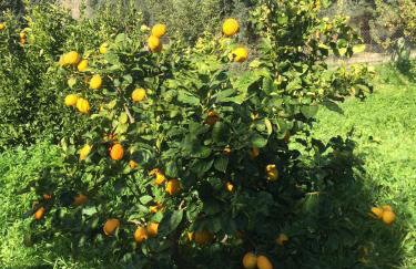 Villa Christina Anidri - Foto 44