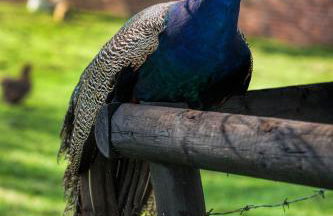 Oakerthorpe Holiday Village - Foto 38