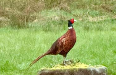 Westmains Lodge - Foto 21