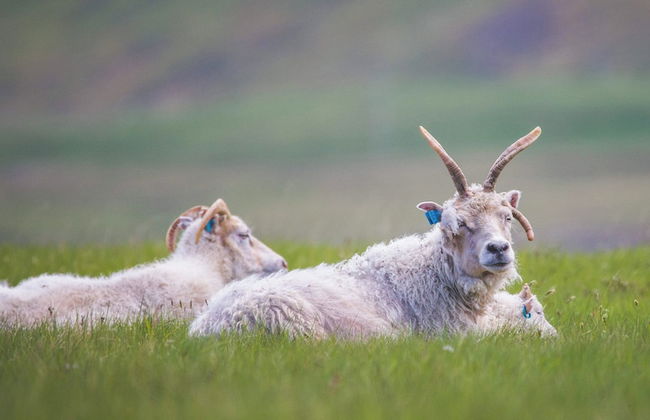 Hafnir Apartments - Foto 31