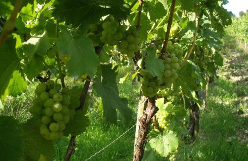 Ferienhof Ott im Rothenburger Land - Foto 25