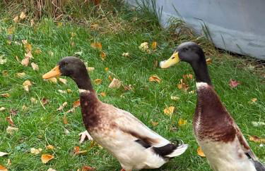 Wohnen in der ehemaligen Bauernstube - Foto 25