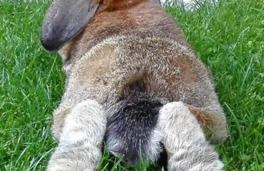 Il nido del pettirosso alloggio per coppie - Foto 42