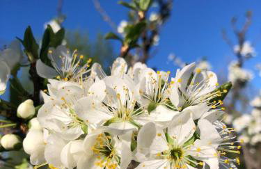 Hideaway Stonehouse pool for 2 Dalmatia Imotski - Foto 37