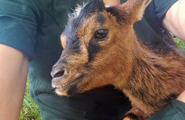 Lo Canto Chai Piscine Vignes et Mini-Ferme - Foto 47