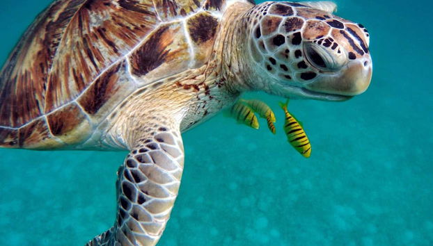 Avvistando le tartarughe marine