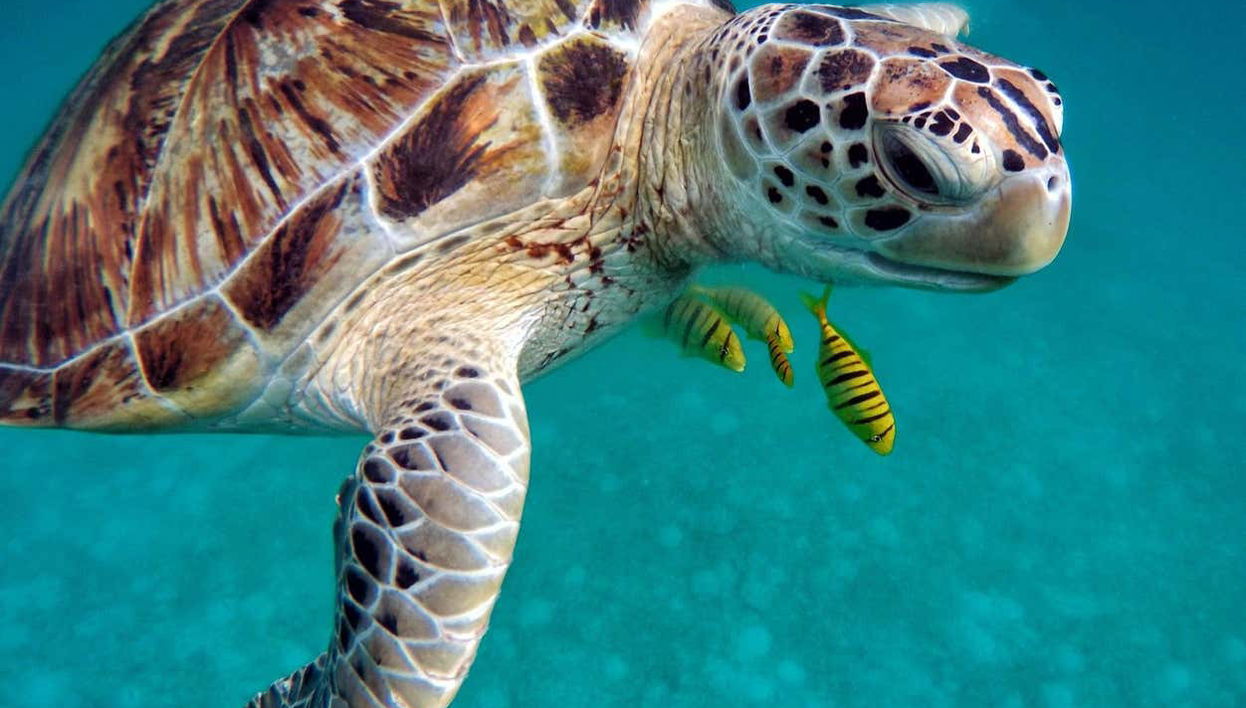 Discover Scuba Dive in Lombok - Foto 1