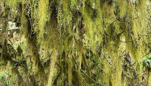 Vegetazione caratteristica della zona