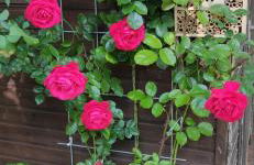 Küstenliebe - Foto 20