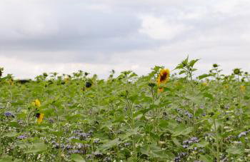 The Grainstore at Moor Farm - Foto 35