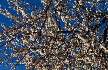 Gutshaus Haidhof - Foto 6