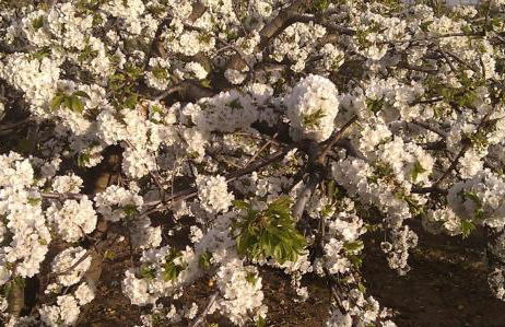 Casa Rural Colmenarejo - Foto 42