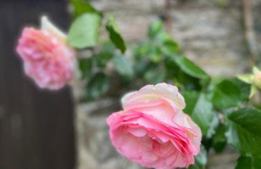 Rose Cottage studio, Newton Ferrers - Foto 13