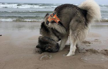 Apartamenty nad morzem Przy Klifie 2 Dębina - Foto 59