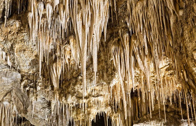 Excursion dans la vallée de Huon et aux grottes d'Hastings - Photo 6