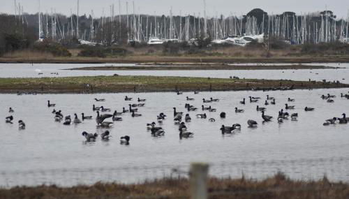 FOX'S DEN Dog friendly, self-contained guest suite - Foto 5