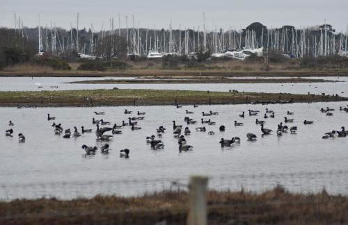 FOX'S DEN Dog friendly, self-contained guest suite - Foto 5