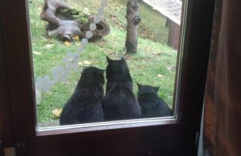 Domek nad jeziorem - Foto 2