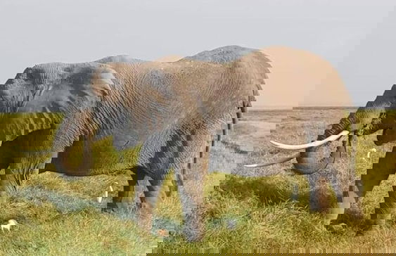 Amanya 2 Rooms Girraffe Family Tent - Foto 18