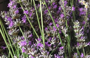 Agriturismo Cervano - Foto 75