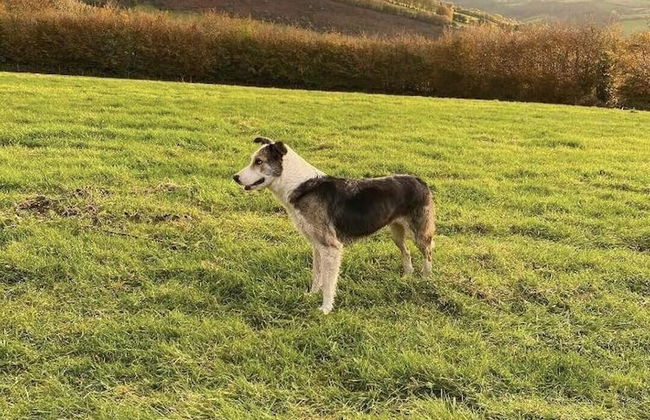 Cottage on Exmoor - Sleeps 8 & Parking - Foto 8