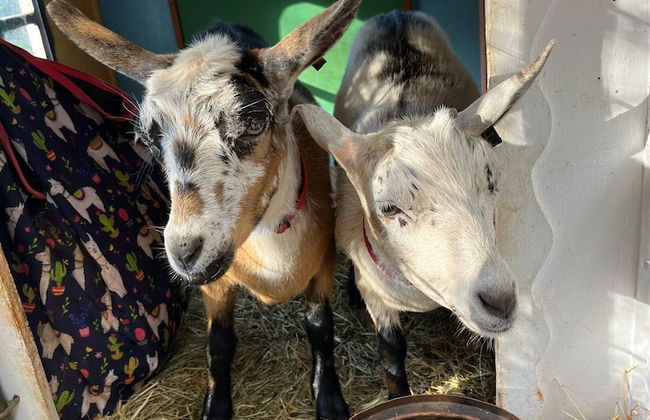 Belvedere Summer House - Foto 53