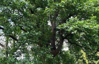 The Cottage, Walworth Demesne - Foto 37