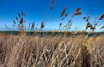 Fördekoje - Foto 32