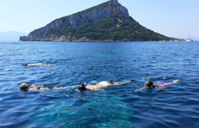Observation de dauphins sur l'île de Figarolo - Photo 5
