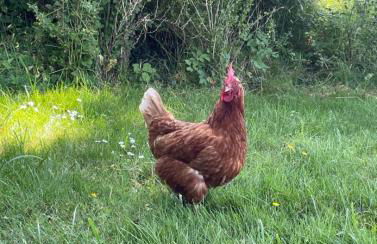 Deichgraf Emden - Foto 11