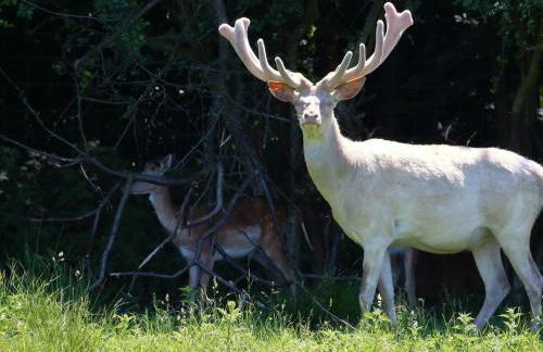 Holiday home "Treehouse" - Foto 32