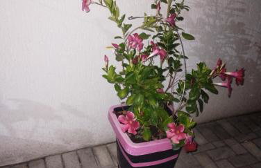 Cantinho do descanso - Foto 21